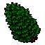Beech.gif