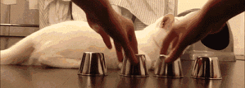 FZhO4Uj.gif