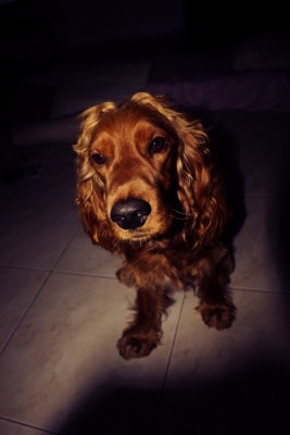 brutus__the_light_in_the_dark__by_fernandol-d4axhji.png