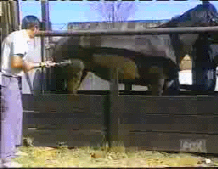 coice.gif