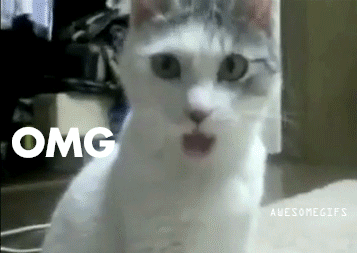 omg-cat.gif