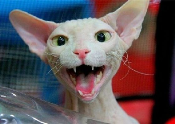sphynx_cats_3x1_thumb.jpg
