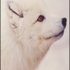 White Fox